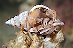 Pagurus pubescens hermit crab