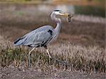 Great blue heron, Ardea herodias with Pocket Gopher in beak