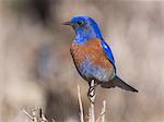 Western bluebird, Sialia mexicana