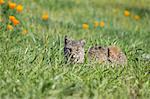 Bobcat, Lynx rufus californicus, Felis rufus