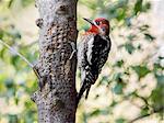 Red Breasted Sapsucker, Sphyrapicus ruber