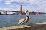 Brown pelican, Pelecanus occidentalis, adult, non breeding, Golden Gate Bridge, San Francisco Bay