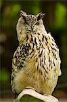 Eurasion Eagle Owl, San Francisco, California, USA