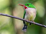 Broad-billed Tody (Todus subulatus), Jarabacoa, La Vega, Dominican Republic