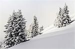 Fir trees in winter Reutte, Tyrol, Austria