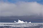 Iceberg and ice floe in the Southern Ocean, 180 miles north of East Antarctica, Antarctica