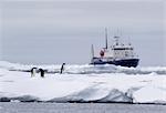 Adelie Penguins on ice floe, ship in distance in the southern ocean, 180 miles north of East Antarctica, Antarctica