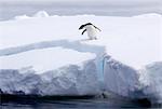 Adelie Penguin on iceberg, ice floe in the southern ocean, 180 miles north of East Antarctica, Antarctica