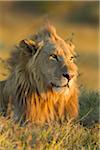 Portrait of an African lion (Panthera leo) laying in the grass looking into the distance at Okavango Delta in Botswana, Africa