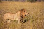 African lion (Panthera leo) standing in tall grass at the Okavango Delta in Botswana, Africa