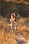 African lioness (Panthera leo) walking through the grassland at the Okavango Delta in Botswana, Africa