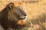 Portrait of an African lion (Panthera leo) lying in the grass looking into the distance at Okavango Delta in Botswana, Africa