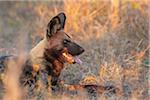 Wild dog (Lycaon pictus) lying in the long grass at the Okavango Delta in Botswana, Africa