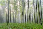 Beech forest with undergrowth on a misty morning in the Nature Park in the Spessart mountains in Bavaria, Germany