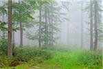 Beech forest with undergrowth and a grassy clearing on a misty morning in the Nature Park in the Spessart mountains in Bavaria, Germany