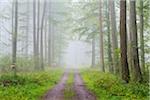 Path through a misty beech forest in the Nature Park in the Spessart mountains in Bavaria, Germany