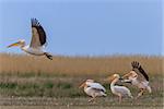 white pelicans (pelecanus onocrotalus) in Danube Delta, Romania