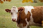 Brown and white dairy cow in pasture, Czech Republic