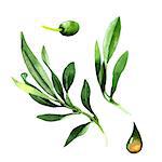 Olive tree in a watercolor style isolated. Full name of the plant: Branches of an olive tree. Aquarelle olive tree for background, texture, wrapper pattern, frame or border.