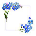 Wildflower myosotis arvensis flower frame in a watercolor style isolated. Full name of the plant: Myosotis arvensis. Aquarelle wild flower for background, texture, wrapper pattern, frame or border.