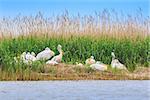 dalmatian pelicans (pelecanus crispus) in  Danube Delta, Romania