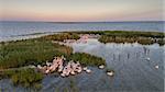 white pelicans (pelecanus onocrotalus) in Danube Delta, Romania. Aerial view with drone.