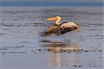 white pelican (pelecanus onocrotalus) in flight. Danube Delta, Romania
