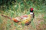 RING NECKED PHEASANT Phasianus colchicus SISKIYOU NATIONAL FOREST OREGON USA