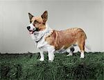 A PEMBROKE WELSH CORGI