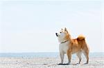 Shiba inu dog on the beach