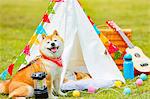 Shiba inu dog by tipi tent