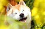 Shiba inu dog in rapeseed field