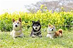 Shiba inu dogs in rapeseed field