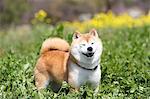 Shiba inu dog in flower field