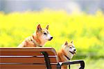 Shiba inu dogs on a bench