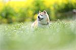 Shiba inu dog in flower field