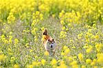 Shiba inu dog in rapeseed field