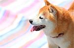 Shiba inu dog portrait