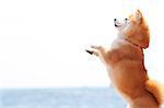 Shiba inu dog on the beach