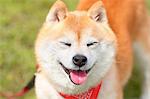 Shiba inu dog portrait