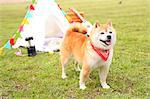 Shiba inu dog by tipi tent