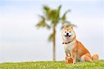 Shiba inu dog by the sea