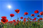 Corn poppies with sun shining brightly in spring at Lake Neusiedl in Burgenland, Austria