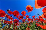 Low angle view of corn poppies in a field in Spring at Lake Neusiedl in Burgenland, Austria