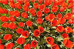 Vibrant red tulips in full bloom in spring at the Keukenhof Gardens in Lisse, South Holland in the Netherlands