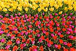 Assortment of colorful tulips in spring at the Keukenhof Gardens in Lisse, South Holland in the Netherlands