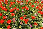 Mixture of colorful tulips in spring at the Keukenhof Gardens in Lisse, South Holland in the Netherlands