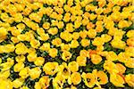 Vibrant yellow tulips in spring at the Keukenhof Gardens in Lisse, South Holland in the Netherlands