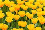 Bright yellow tulips in spring at the Keukenhof Gardens in Lisse, South Holland in the Netherlands