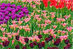 Assortment of colorful tulips in spring at the Keukenhof Gardens in Lisse, South Holland in the Netherlands